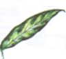 Aglaonema pseudobracteatum Аглаонема ложноприцветниковая