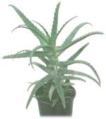 Древовидное алоэ Aloe arborescens