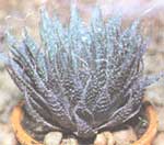 Остистное алоэ Aloe aristata