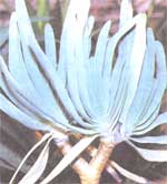 Складчатое алоэ Aloe plicatilis