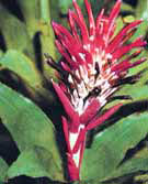 Бильбергия пирамидальная Billbergia pyramidalis