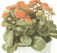 Каланхоэ Блоссфельда - Kalanchoe blossfeldiana