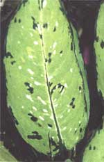 Диффенбахия Баузе - Dieffenbachia bausei