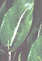 Диффенбахия Эрстеда - Dieffenbachia oerstedii