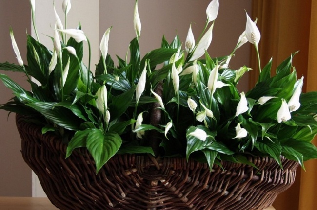 Спатифиллум (Spathiphyllum) - Растения для идеального микроклимата в доме Спатифиллум (Spathiphyllum) - Растения для микроклимата