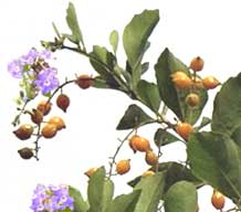 Дуранта Лоренца Duranta lorentzii