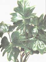 Филодендрон дваждыперистонадрезанный - Philodendron bipennifolium