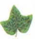 Hedera helix
