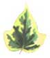 Hedera canariensis Gloire de Marengo канарский
