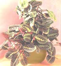 Маранта трехцветная - Maranta tricolor