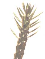 Опунция цилиндрическая - Opuntia cilindrica
