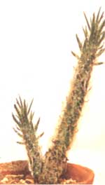 Опунция одетая - Opuntia vestita