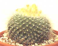 Пародия золотистоиглая - Parodia chrysacanthion