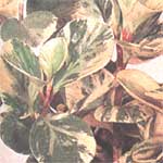 Пеперомия магнолиелистная - Peperomia magnoliaefolia
