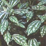 Пилея Кадье - Pilea cadieri