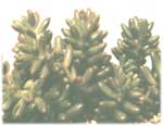 Очиток красноокрашенный - Sedum rubrotinctum