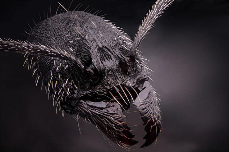 4-х кратное увеличение рабочего муравья (Aphaenogaster senilis) - 30+ Фотографий под Микроскопом 4-х кратное увеличение рабочего муравья (Aphaenogaster senilis) - 30+ Фотографий под Микроскопом