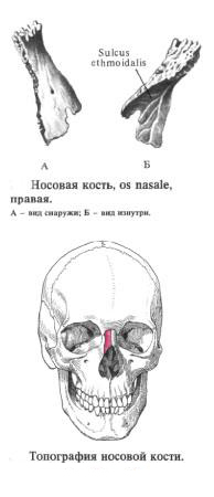 Носовая кость