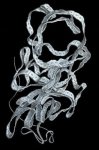 Широкий лентец (Diphyllobothrium latum) - распространенный представитель ленточных глистов