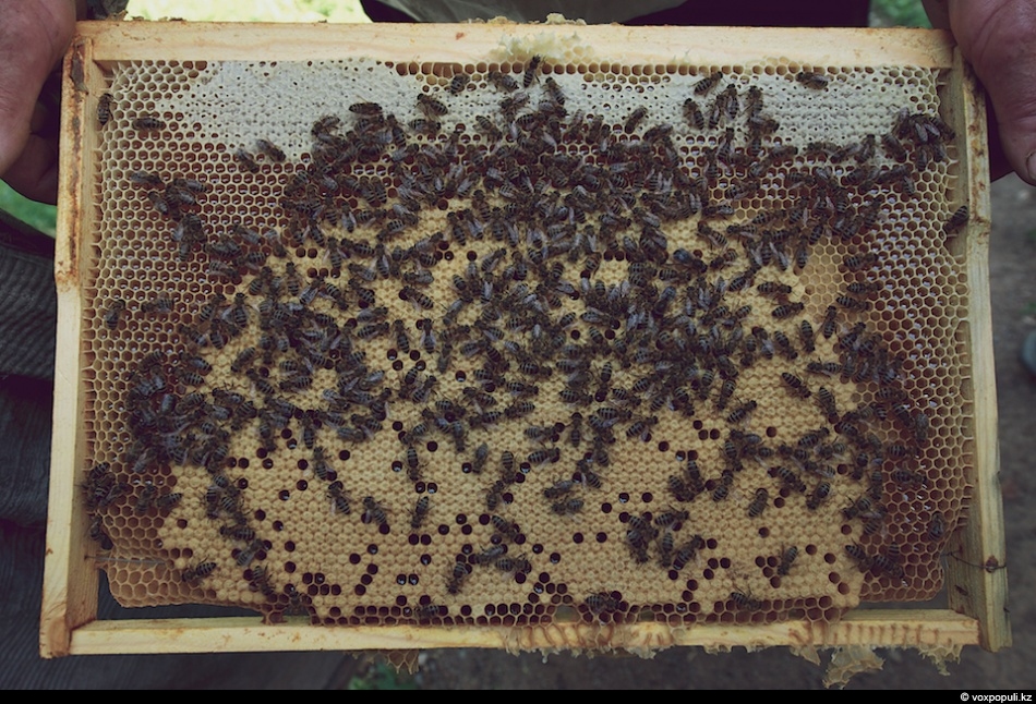 Из чего состоят пчелиные соты