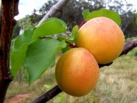 Абрикос обыкновенный - Armeniaca Vulgaris Абрикос обыкновенный - Armeniaca Vulgaris