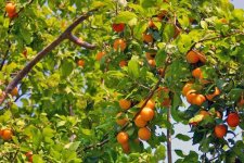 Абрикос обыкновенный - Armeniaca Vulgaris Абрикос обыкновенный - Armeniaca Vulgaris