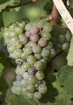 Виноград культурный - Vitis vinifera L. Виноград культурный - Vitis vinifera L.