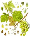 Виноград культурный - Vitis vinifera L. Виноград культурный - Vitis vinifera L.