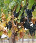Виноград культурный - Vitis vinifera L. Виноград культурный - Vitis vinifera L.