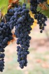 Виноград культурный - Vitis vinifera L. Виноград культурный - Vitis vinifera L.