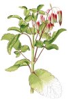 Каланхоэ перистое - Kalanchoe pinnata Каланхоэ перистое - Kalanchoe pinnata