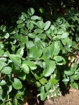 Каланхоэ перистое - Kalanchoe pinnata Каланхоэ перистое - Kalanchoe pinnata