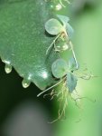 Каланхоэ перистое - Kalanchoe pinnata Каланхоэ перистое - Kalanchoe pinnata