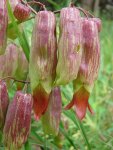 Каланхоэ перистое - Kalanchoe pinnata Каланхоэ перистое - Kalanchoe pinnata