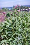 Левзея сафлоровидная - Rhaponticum carthamoides Левзея сафлоровидная - Rhaponticum carthamoides