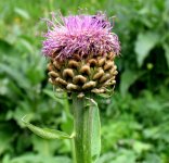 Левзея сафлоровидная - Rhaponticum carthamoides Левзея сафлоровидная - Rhaponticum carthamoides