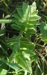 Левзея сафлоровидная - Rhaponticum carthamoides Левзея сафлоровидная - Rhaponticum carthamoides