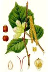 Лещина обыкновенная - Corylus avellana Лещина обыкновенная - Corylus avellana