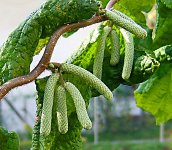 Лещина обыкновенная - Corylus avellana Лещина обыкновенная - Corylus avellana