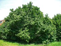 Лещина обыкновенная - Corylus avellana Лещина обыкновенная - Corylus avellana