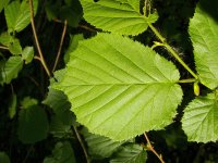 Лещина обыкновенная - Corylus avellana Лещина обыкновенная - Corylus avellana