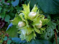 Лещина обыкновенная - Corylus avellana Лещина обыкновенная - Corylus avellana