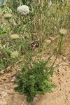 Морковь посевная - Daucus carota subsp. sativus Морковь посевная - Daucus carota subsp. sativus