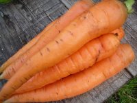 Морковь посевная - Daucus carota subsp. sativus Морковь посевная - Daucus carota subsp. sativus