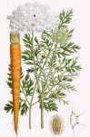 Морковь посевная - Daucus carota subsp. sativus Морковь посевная - Daucus carota subsp. sativus