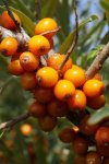 Облепиха крушиновидная - Hippophae rhamnoides Облепиха крушиновидная - Hippophae rhamnoides