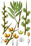 Облепиха крушиновидная - Hippophae rhamnoides Облепиха крушиновидная - Hippophae rhamnoides