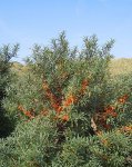 Облепиха крушиновидная - Hippophae rhamnoides Облепиха крушиновидная - Hippophae rhamnoides