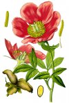 Пион уклоняющийся (Марьин корень) - Paeonia anomala Пион уклоняющийся (Марьин корень) - Paeonia anomala