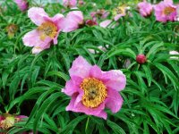 Пион уклоняющийся (Марьин корень) - Paeonia anomala Пион уклоняющийся (Марьин корень) - Paeonia anomala